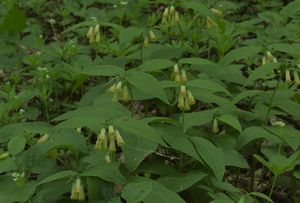 Kostival hlíznatý (Symphytum tuberosum)