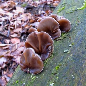 Boltcovitka mozkovitá - Auricularia mesenterica (Dicks.) Pers. 1822