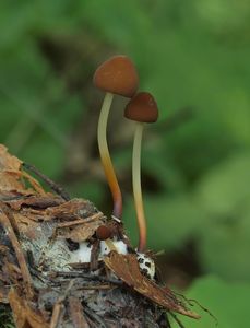 Špička rohonohá - Marasmius cohaerens (Pers.) Cooke & Quél.