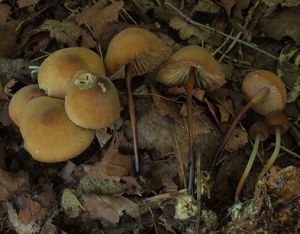 Špička rohonohá - Marasmius cohaerens (Pers.) Cooke & Quél.