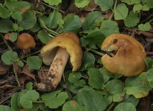 Vláknice šupinkatá - Inocybe squamata J.E.Lange