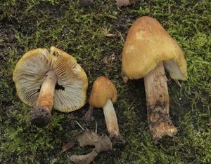 Vláknice šupinkatá - Inocybe squamata J.E.Lange