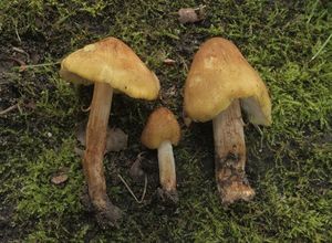 Vláknice šupinkatá - Inocybe squamata J.E.Lange