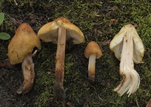 Vláknice šupinkatá - Inocybe squamata J.E.Lange