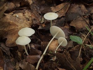 Helmovka sádrová - Hemimycena cucullata (Pers.) Singer 1961