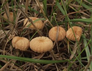 Špička odlišná - Marasmius anomalus Lash ex Rabenh.