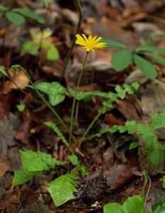 Razilka smrdutá (Aposeris foetida (L.) Less.)