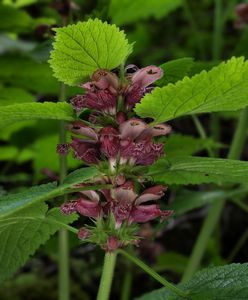 Hluchavka šalvějová (Lamium orvala L.)