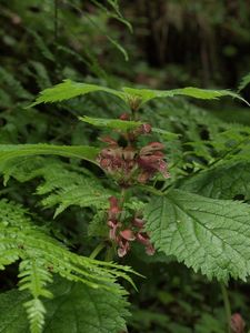 Hluchavka šalvějová (Lamium orvala L.)