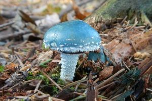 Klikni pro velký obrázek