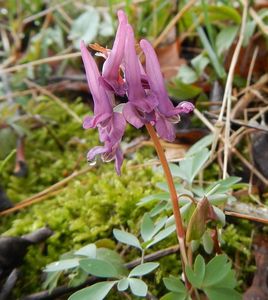 Dymnivka plná (Corydalis solida)