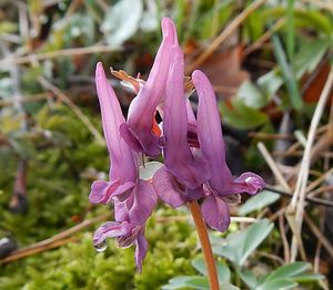 Dymnivka plná (Corydalis solida)