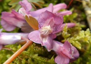 Dymnivka plná (Corydalis solida)