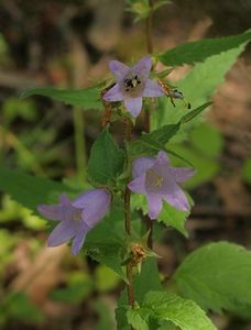 Zvonek kopřivolistý (Campanula trachelium L.)