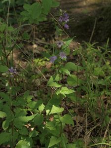 Zvonek kopřivolistý (Campanula trachelium L.)