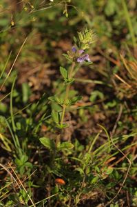 Pamětník rolní (Acinos arvensis (Lam.) Dandy)