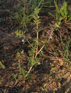 Pamětník rolní (Acinos arvensis (Lam.) Dandy)