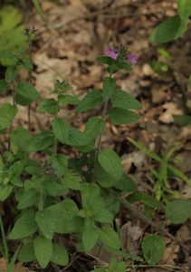 Klinopád obecný (Clinopodium vulgare L.)