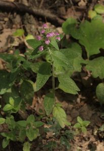 Klinopád obecný (Clinopodium vulgare L.)