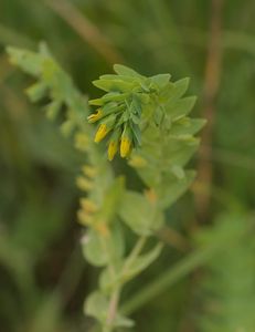 Voskovka menší (Cerinthe minor)