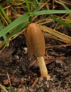 Hnojník červenohlavý - Coprinopsis erythrocephala (Lév.) Redhead, Vilgalys & Moncalvo