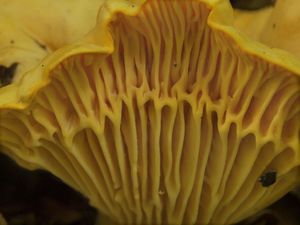 Liška obecná - Cantharellus cibarius Fr. 1821