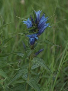 Hořec tolitovitý (Gentiana asclepiadea L.)