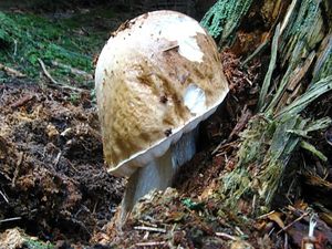 Klikni pro velký obrázek