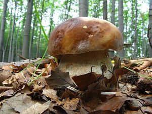 Klikni pro velký obrázek