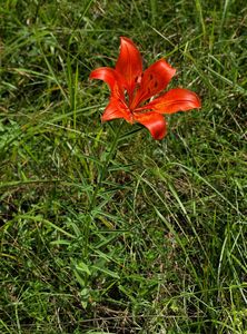 Lilie cibulkonosná šafránová (Lilium bulbiferum ssp. croceum  (Chaix) Nyman)