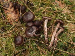 Pavučinec červenokaštanový - Cortinarius vernus H. Lindstr. & Melot 1994