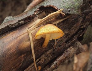 Šupinovka hlízkovitá - Pholiota tuberculosa (Schaeff.) P. Kumm. 1871