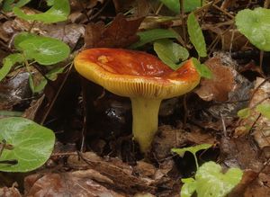 Klikni pro velký obrázek