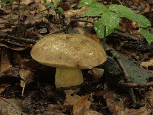 Klikni pro velký obrázek