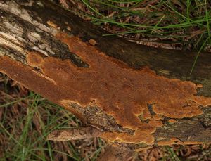 Ohňovec izabelový - Phellinus viticola (Schwein.) Donk