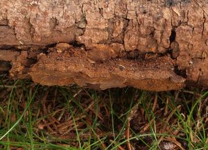 Ohňovec izabelový - Phellinus viticola (Schwein.) Donk