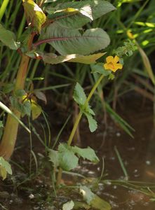 Kejklířka skvrnitá (Mimulus guttatus DC.)