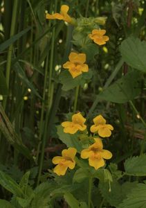 Kejklířka skvrnitá (Mimulus guttatus DC.)