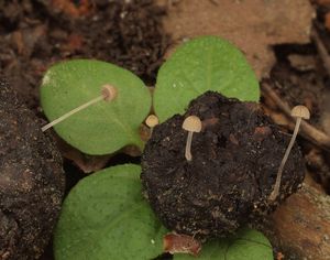 Křehutka výkalová - Psathyrella tenuicula (P. Karst.) Örstadius & Huhtinen 1996