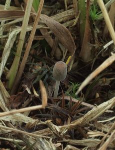 Hnojník pomíjivý - Coprinellus heptemerus (M. Lange & A.H. Sm.) Vilgalys, Hopple & Jacq. Johnson