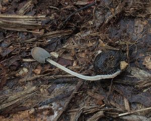 Hnojník pomíjivý - Coprinellus heptemerus (M. Lange & A.H. Sm.) Vilgalys, Hopple & Jacq. Johnson