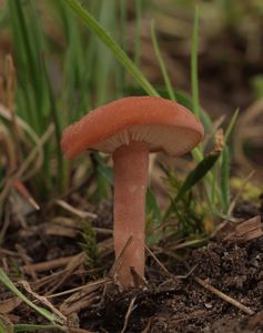 Čirůvka masová - Calocybe carnea (Bull.) Donk