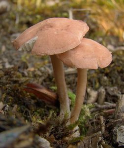 Čirůvka masová - Calocybe carnea (Bull.) Donk