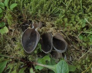 Kališník podobný - Helvella confusa Harmaja