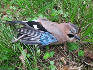 Klikni pro velký obrázek