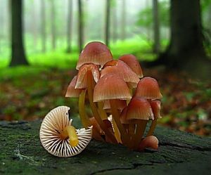 Klikni pro velký obrázek