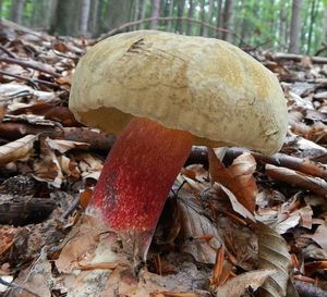 Klikni pro velký obrázek