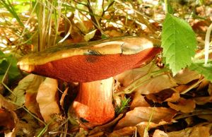 Klikni pro velký obrázek