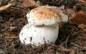 Klikni pro velký obrázek