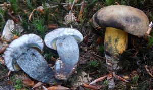 Klikni pro velký obrázek